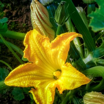 Les plants sont prêts!